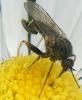 Empis femorata